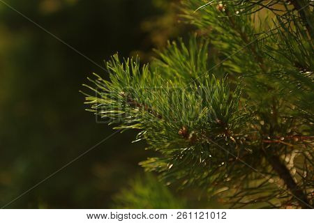 Spruce Branch Close Up During Sunset Or Dawn In The Foreground, Blurry From Behind, Side Free Space