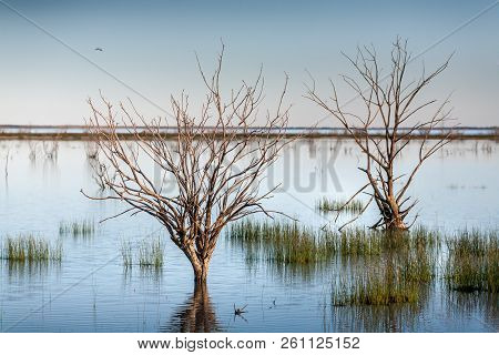 Trees And Grasses Swamped By Waters Of The Menindee Lake System An Oasis In The Dry Desert Landscape