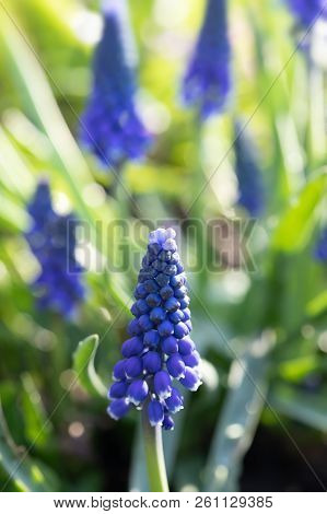 Muscari. Blue Spring Flowers
