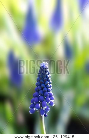 Muscari. Blue Spring Flowers