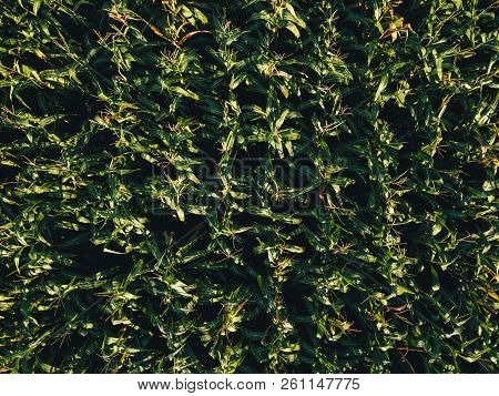Aerial View Of Cultivated Sweetcorn Plantation, Top View From Drone Pov