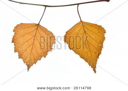 zwei Birke Herbst Endframe für Sie Text auf weißem Hintergrund