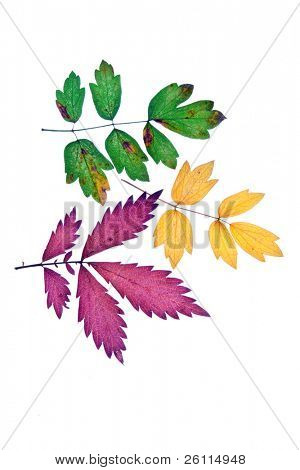 Herbst Blatt auf weißem Hintergrund