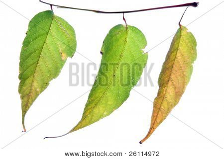 Herbst Leaf auf weißem Hintergrund