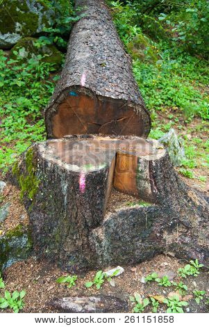 Signal On The Trunk Already Demolished In The Forest