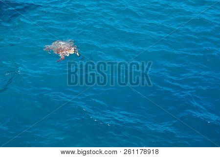 Kareta Turtle Swimming In The Greek Sea Near Ship.