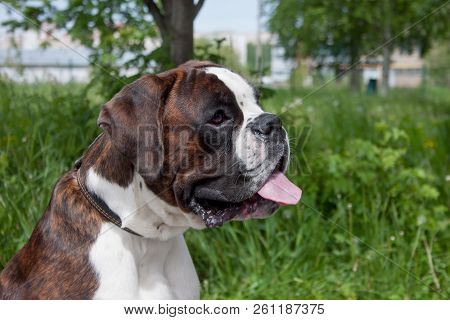 Brindle Boxer Puppy With Lolling Tongue Is Sitting On A Green Meadow. Pet Animals.