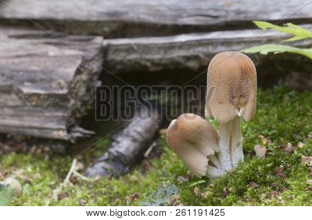 Coprinus Micaceus Mushroom Near The Tree, Close Up