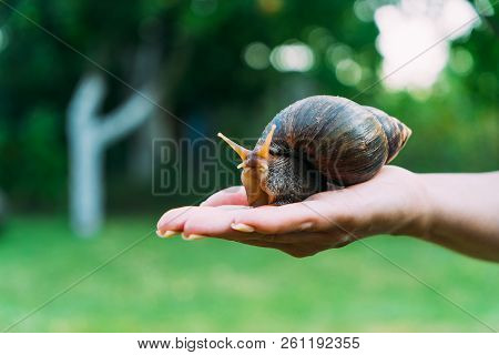 The Girl Holds A Snail In Her Hand. A Large Thoroughbred Snail Is In The Background Of The Park