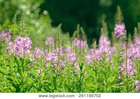 Pink Flowers Of Fireweed (epilobium Or Chamerion Angustifolium) In Bloom Ivan Tea. Flowering Willow-
