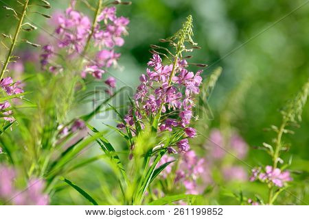 Pink Flowers Of Fireweed (epilobium Or Chamerion Angustifolium) In Bloom Ivan Tea. Flowering Willow-