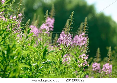 Pink Flowers Of Fireweed (epilobium Or Chamerion Angustifolium) In Bloom Ivan Tea. Flowering Willow-
