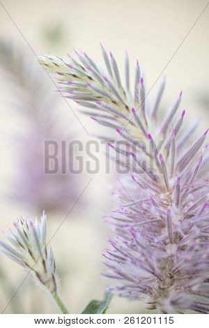 Pink And Green Spikey Flower Of The Mulla Mulla Plant From Australia