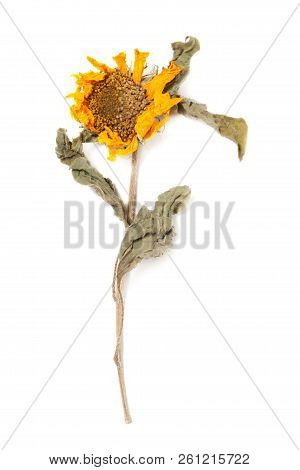 Herbarium Sunflower With Dry Pressed Plants On White