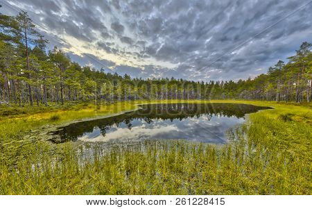 Forest Fen In Peat Moor At Hokensas Nature Reserve, Vastergotland, Sweden