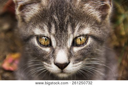 Young Gray Cat With Beautiful Eyes. Gray Cat With Yellow Eyes. Cats Eyes