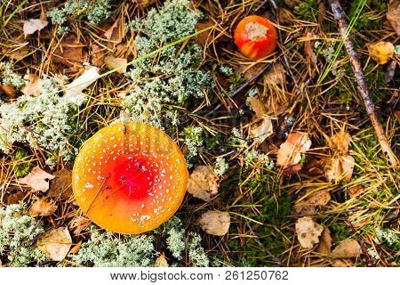 Toadstool, Close Up Of A Poisonous Mushroom In The Forest With Copy Space. Flat Lay