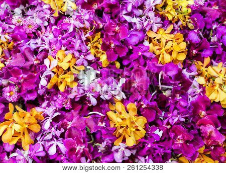 Floral Colorful Background Of Vanda Orchid Flower