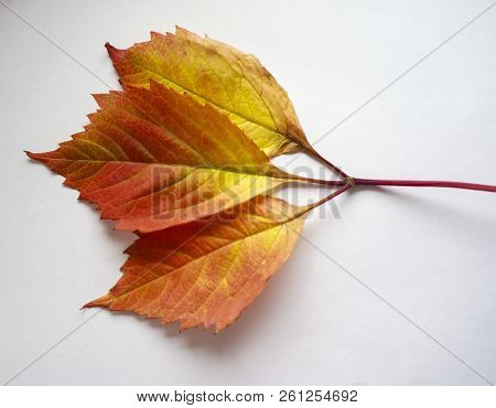 Autumn Leaves. Colorful Leaves Of Wild Grapes In Autumn. Autumn Time.