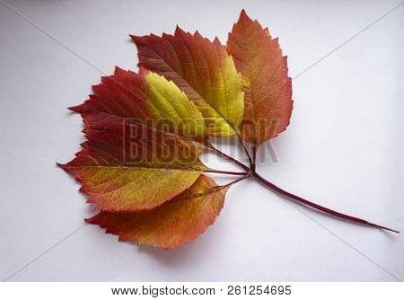 Autumn Leaves. Colorful Leaves Of Wild Grapes In Autumn. Autumn Time.