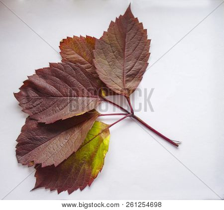 Autumn Leaves. Colorful Leaves Of Wild Grapes In Autumn. Autumn Time.