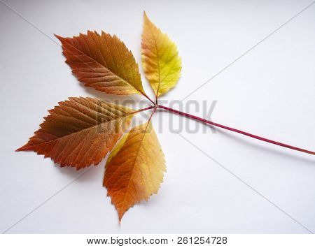 Autumn Leaves. Colorful Leaves Of Wild Grapes In Autumn. Autumn Time.