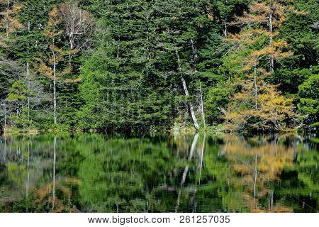 Natural Green Leaves Tree Forest With Reflection On Myojin Pond At Japanese Alps Kamikochi Nagano.