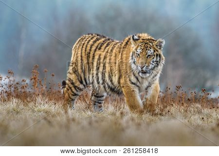 Siberian Tiger (panthera Tigris Altaica), Also Known As The Amur Tiger.