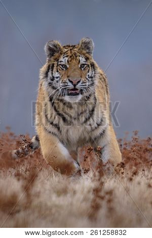 Siberian Tiger (panthera Tigris Altaica), Also Known As The Amur Tiger.