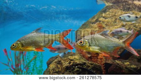 Two Roach Fish With Red Fins Float In The Water Against The Background Of Rocks And Algae (copy Text