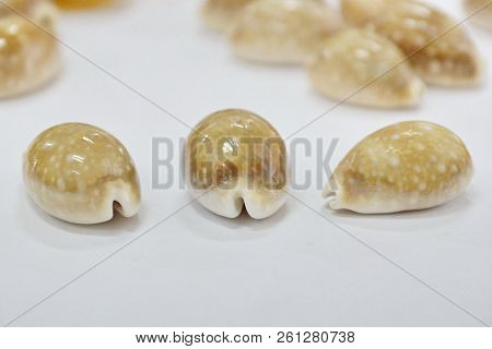 Tiger Cypraea Seashells Close-up Aquatic Seashell Mollusk