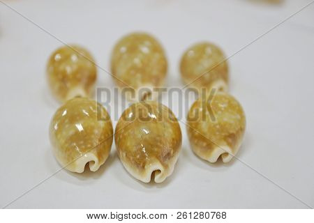 Tiger Cypraea Seashells Close-up Aquatic Seashell Mollusk