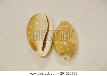 Tiger Cypraea Seashells Close-up Aquatic Seashell Mollusk