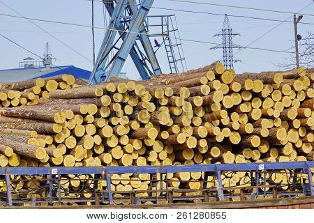 Industrial Logging. Pine Logs In The Warehouse Waiting To Be Shipped. Construction Crane For Logs