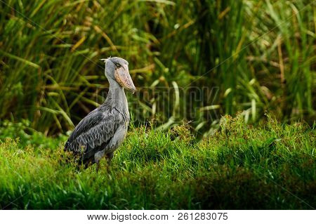 The Shoebill, Balaeniceps Rex, Also Known As Whalehead Or Shoe-billed Stork, Is A Very Large Stork-l