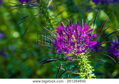 Cleome Spinosa Jacq - Photographed In Changchun, China