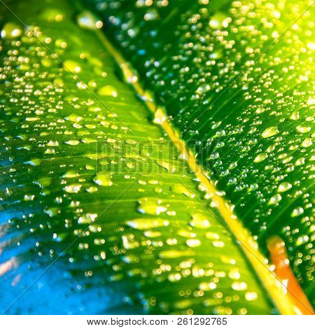 Wet With Water Drops Indian Ficus Elastica Leaf, Closeup, Details