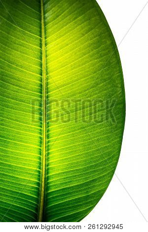 Indian Ficus Elastica Leaf Illuminated With Light Through, Isolated At White Background, Closeup, De