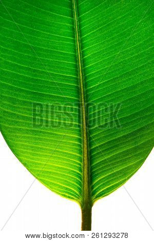 Indian Ficus Elastica Leaf Illuminated With Light Through, Isolated At White Background, Closeup, De