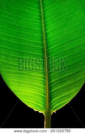 Indian Ficus Elastica Leaf Illuminated With Light Through, Isolated At Black Background, Closeup, De