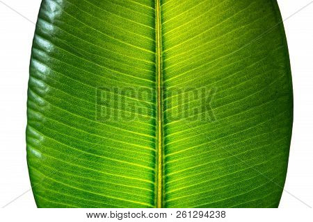 Indian Ficus Elastica Leaf Illuminated With Light Through, Isolated At White Background, Closeup, De