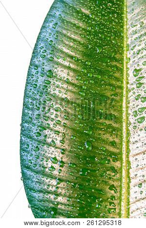 Wet With Water Drops Indian Ficus Elastica Leaf Isolated At White Background, Closeup, Details