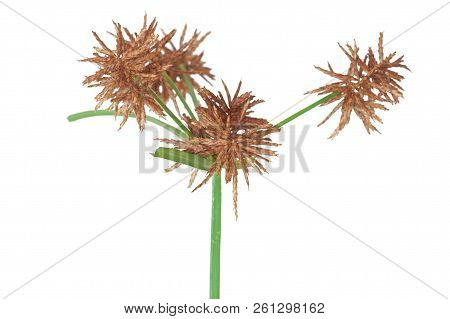 The Brown Seeds Of A Nutsedge Weed Are Ready To Drop. The Wildflower Is On A White Background.
