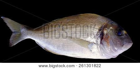 Fresh Golden Fish For Roasting And Cooking