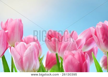 flores tulipas no céu azul e sol