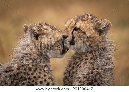 Cheetah Cub Nuzzles Another In The Rain