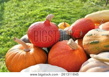 Pumpkins And Winter Squashes On Pile In The Garden. Autumn Harvest