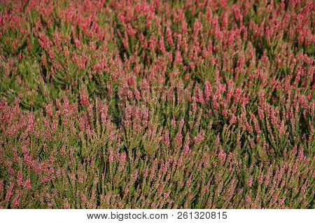 Field Of Heather Heathland Nature Background, Lueneburg Heath In Germany