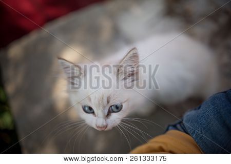 Cute White Kitten With Beautiful Eyes Looking At A Man
