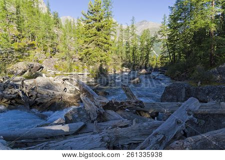 The Shawla River Flows From The Great (lower) Shavlinsky Lake Through A Log-fall. Sunny Summer Morni